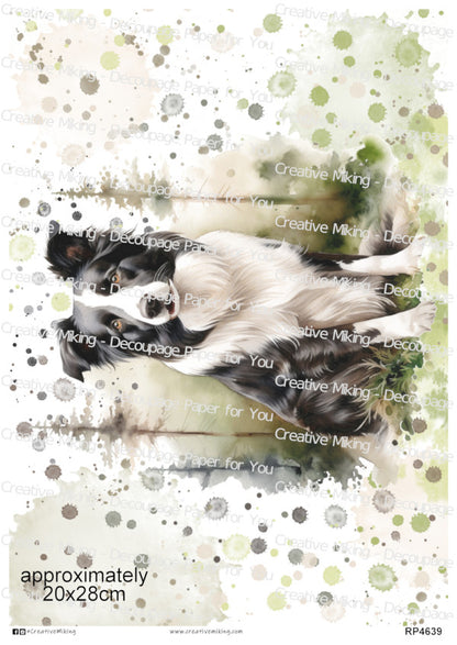 RP4639 - Border Collie
