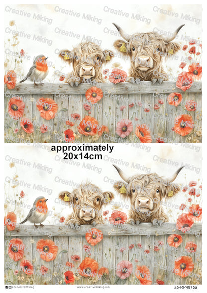 RP4875a - Highland Cows with Robin