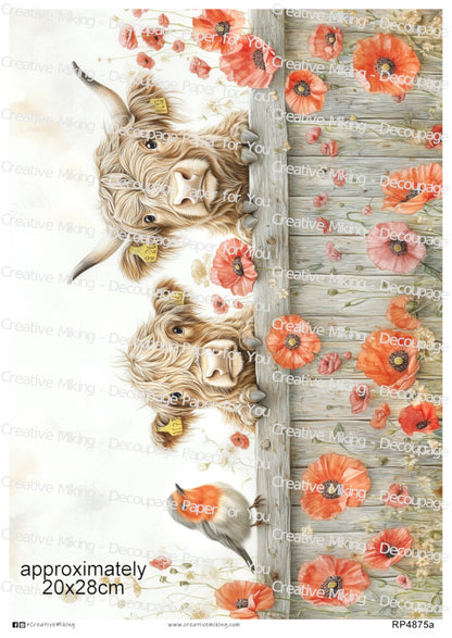 RP4875a - Highland Cows with Robin