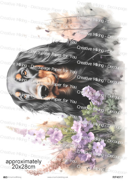 RP4917 - Gordon Setter