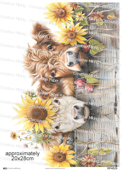 Highland Cows Peeking Over A Wooden Fence With Sunflowers Decoupage Paper | RP4929