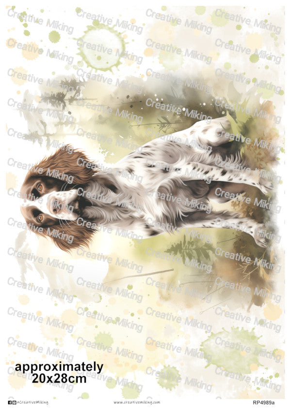 RP4989a - Springer Spaniel