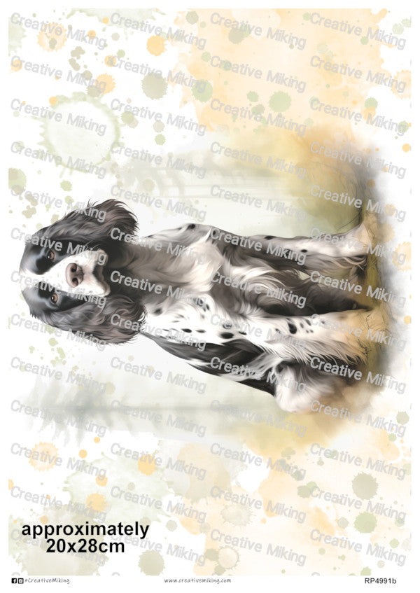 RP4991b - Springer Spaniel