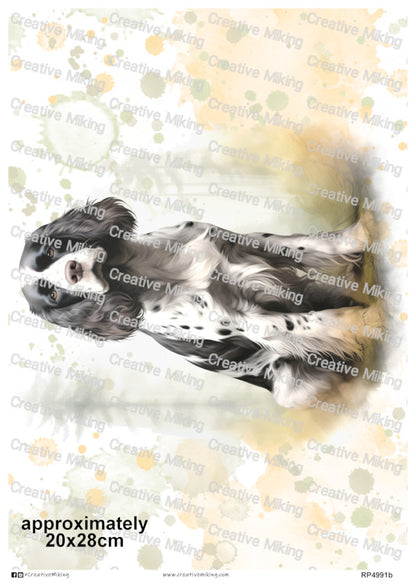 RP4991b - Springer Spaniel