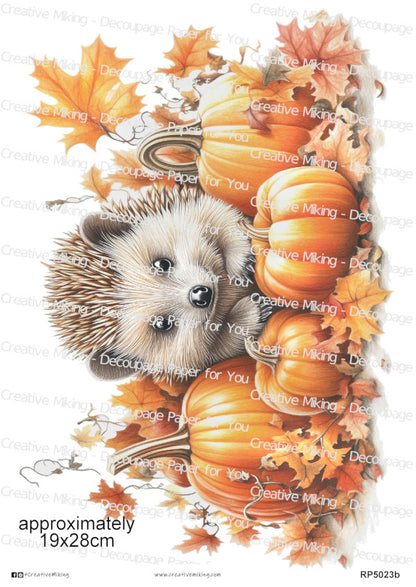 RP5023b - Hedgehog between Pumpkins