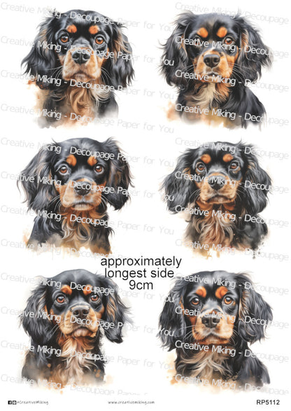 RP5112 - Cavalier King Charles Spaniel