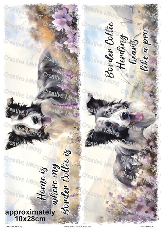 Border Collie Dog Funny Decoupage Rice Paper | RP5198