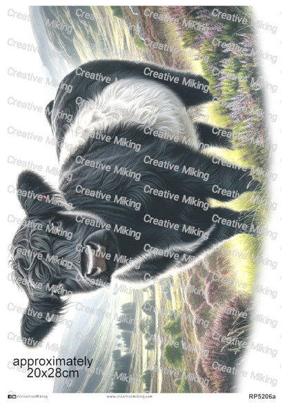 Belted Galloway Cow In Countryside Landscape Decoupage Paper | RP5206a