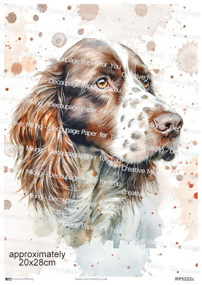 Springer Spaniel Dog Portrait Watercolor Splashes Decoupage Paper | RP5222c