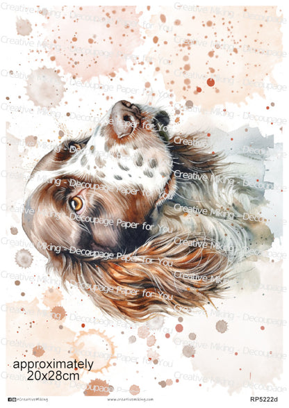 RP5222d - Springer Spaniel