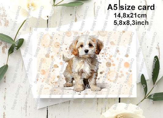 RP5224d - Cavachon