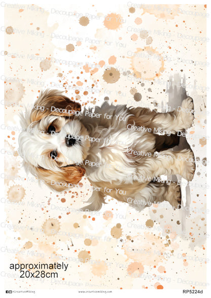 RP5224d - Cavachon