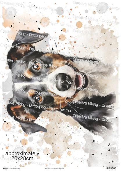 Jack Russell Terrier Dog Portrait Watercolor Splashes Decoupage Paper | RP5305