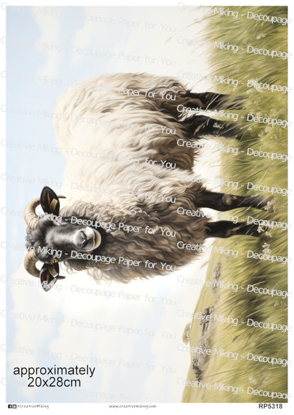 Lanark Sheep In Countryside Landscape Decoupage Paper | RP5318