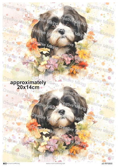 RP5800 - Shih Tzu