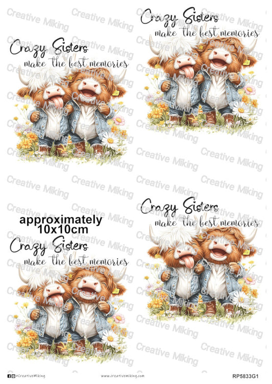RP5833g1 - Highland Cows "Crazy Sisters..."