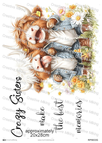 RP5833g - Highland Cows - "Crazy Sisters..."