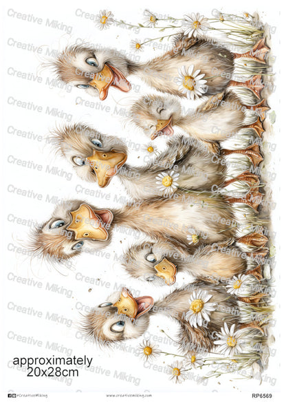 RP6569 - Duck Family