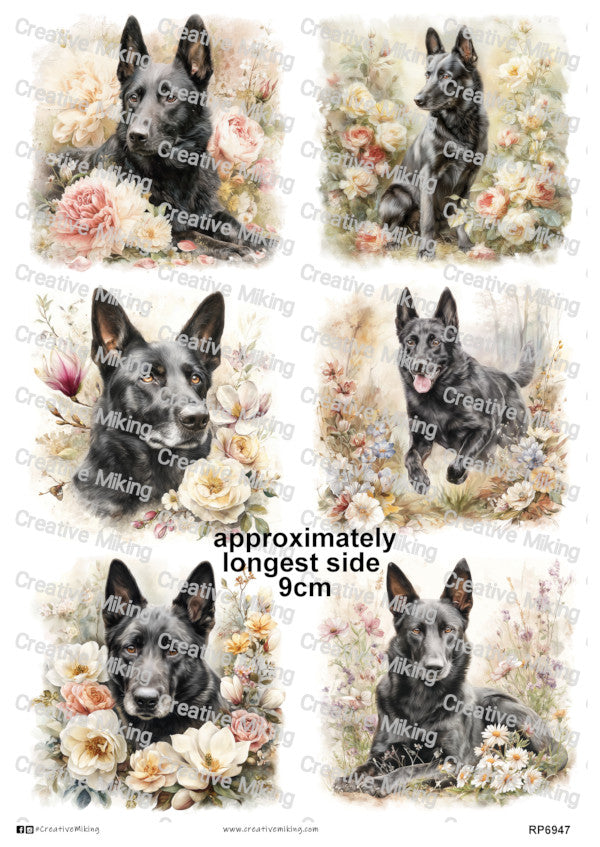 RP6947 - Black Belgian Malinois