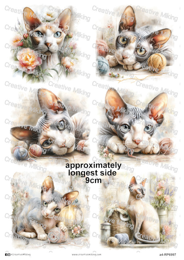 RP6997 - Sphynx Cat