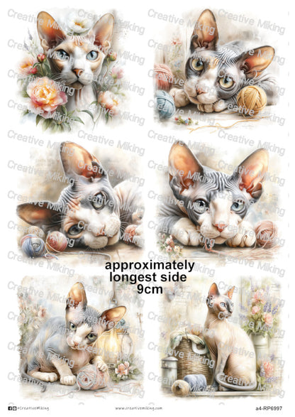 RP6997 - Sphynx Cat