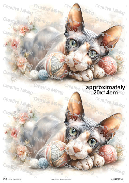 RP6998 - Sphynx Cat