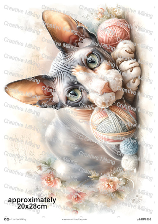 RP6998 - Sphynx Cat