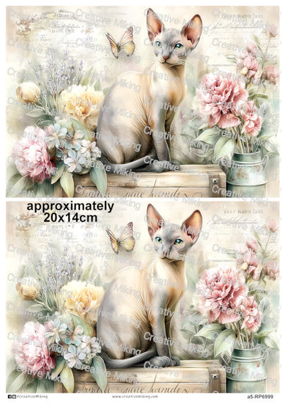 RP6999 - Sphynx Cat
