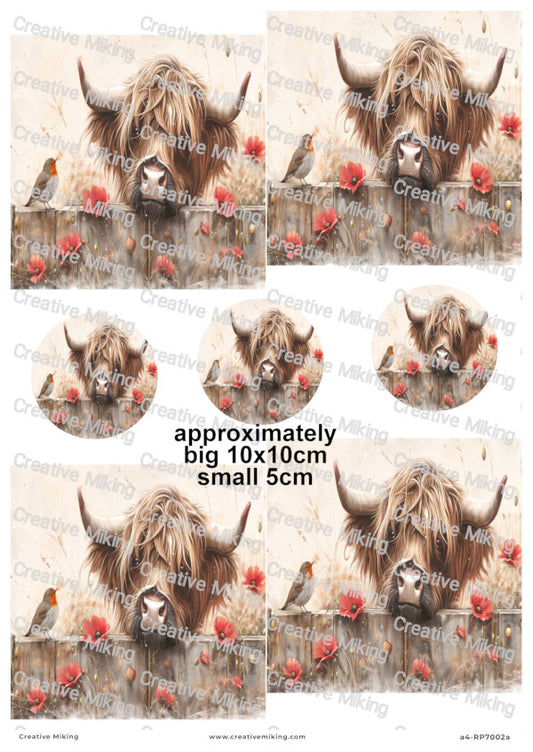 Highland Cow Peeking Over Wooden Fence with Robin Among Poppies Decoupage Paper | RP7002a