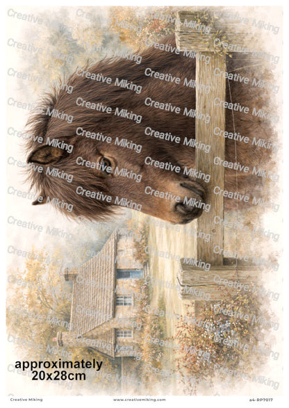 Dartmoor Pony Decoupage Paper | RP7017