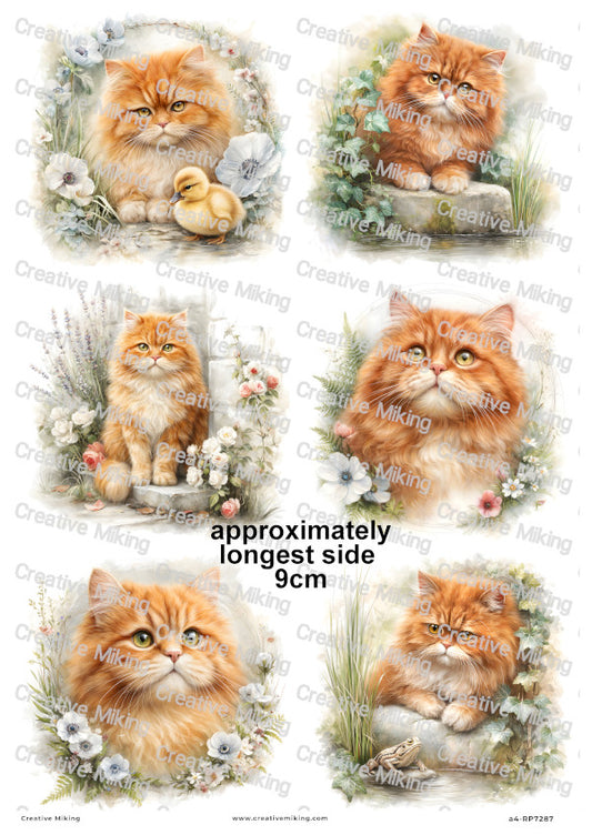 Persian Cat Decoupage Rice Paper | RP7287