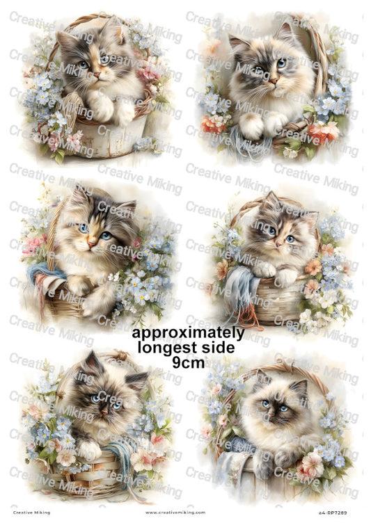 Persian Cat Decoupage Rice Paper | RP7289