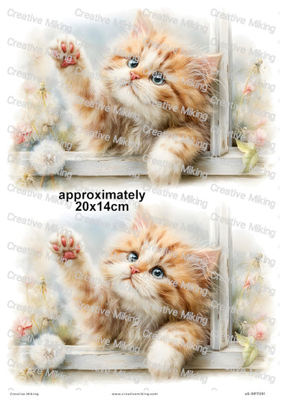 Persian Cat Decoupage Rice Paper | RP7291