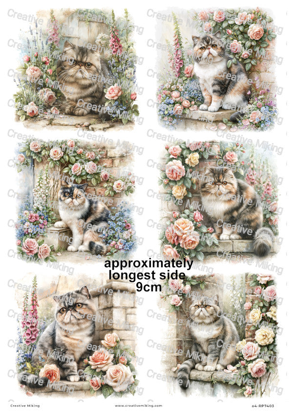 Exotic Shorthair Cat Decoupage Rice Paper | RP7403