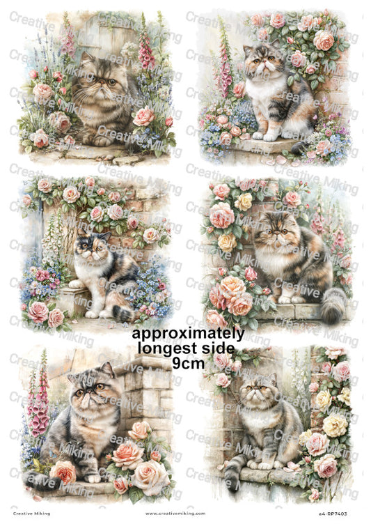 Exotic Shorthair Cat Decoupage Rice Paper | RP7403