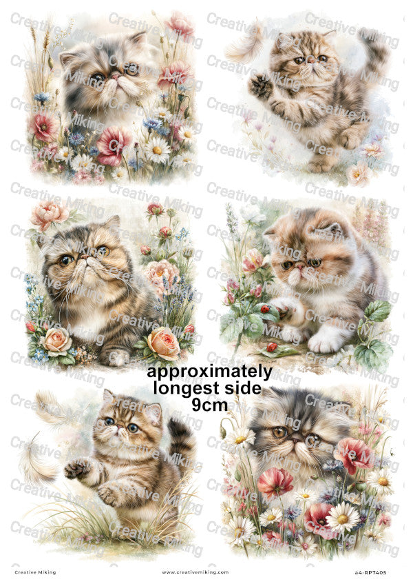 Exotic Shorthair Cat Decoupage Rice Paper | RP7405