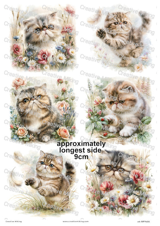 Exotic Shorthair Cat Decoupage Rice Paper | RP7405