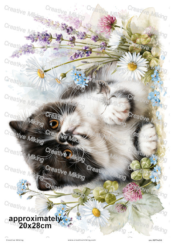 Exotic Shorthair Cat Decoupage Rice Paper | RP7406