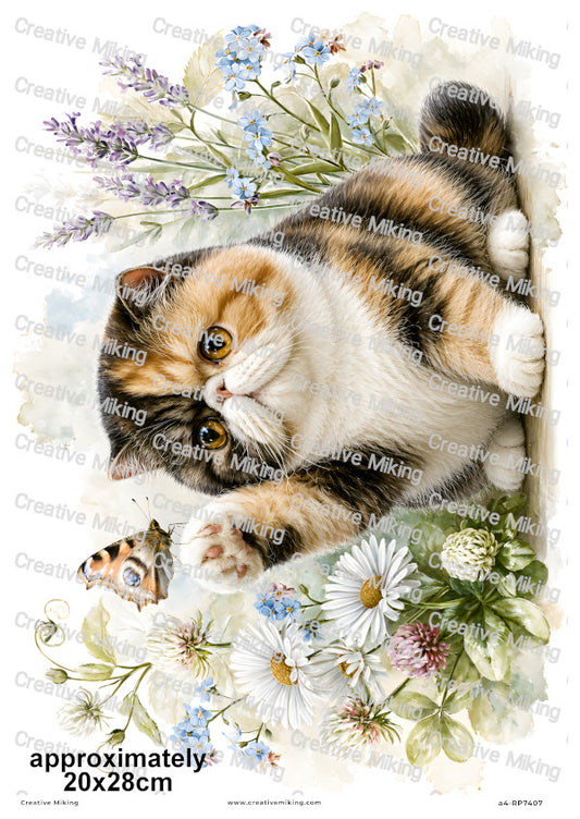Exotic Shorthair Cat Decoupage Rice Paper | RP7407