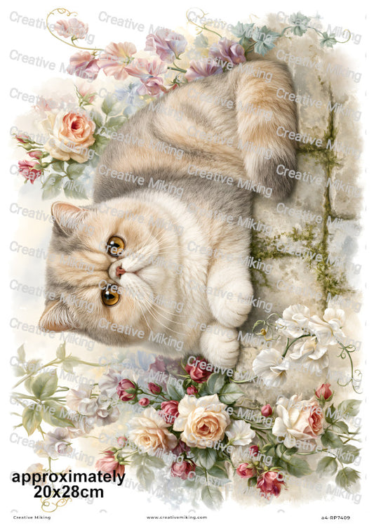 Exotic Shorthair Cat Decoupage Rice Paper | RP7409
