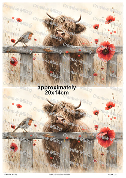 Highland With Robin Bird Among Poppies Decoupage Rice Paper | RP7537