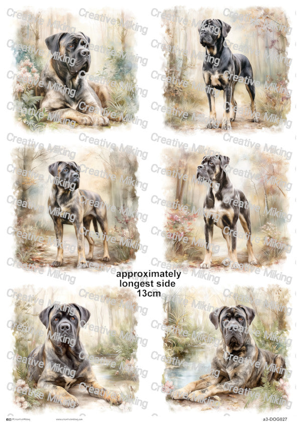 DOG027 - Cane Corso