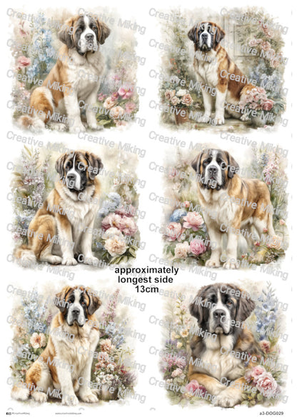 DOG029 - Saint Bernard