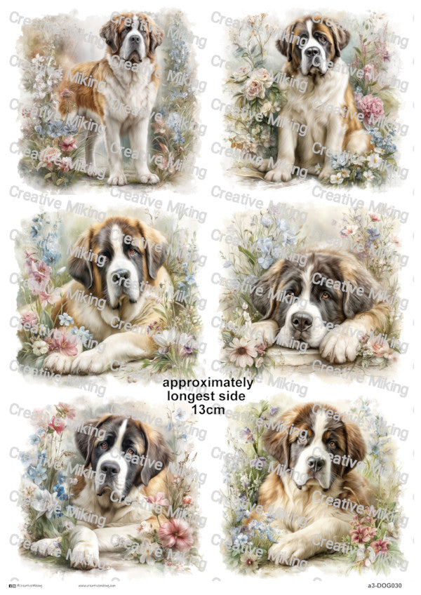 DOG030 - Saint Bernard