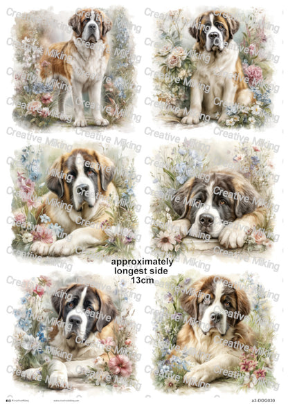 DOG030 - Saint Bernard