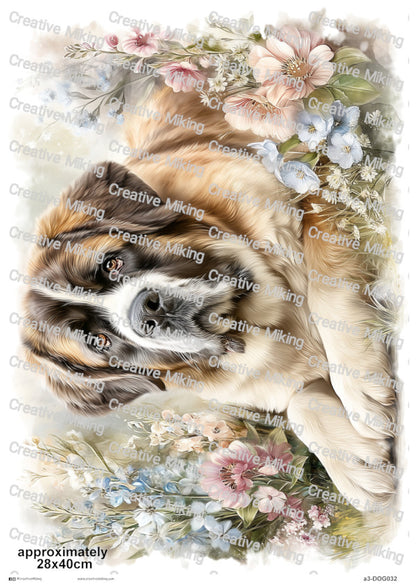 DOG032 - Saint Bernard