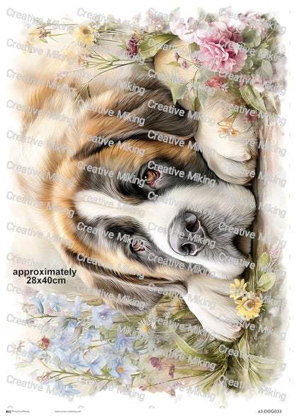 DOG033 - Saint Bernard