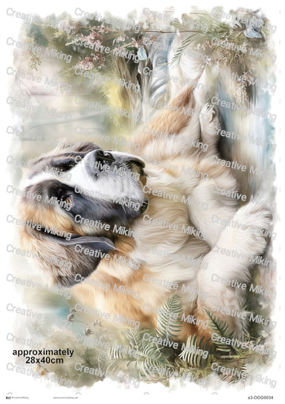 DOG034 - Saint Bernard