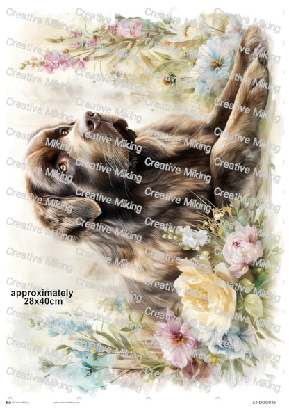 DOG035 - Newfoundland