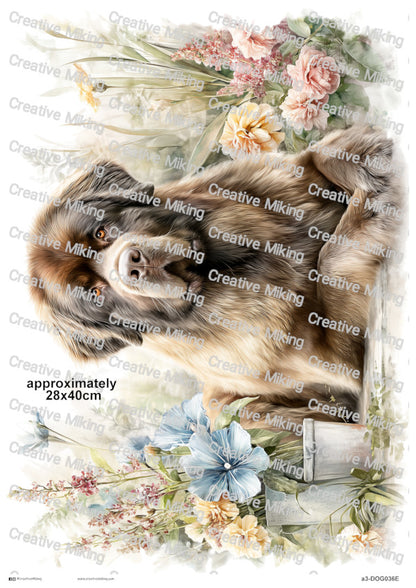 DOG036 - Newfoundland